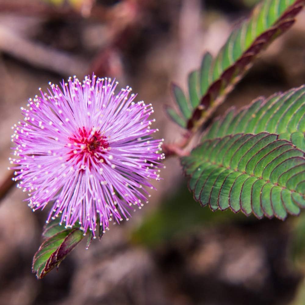 Heirloom Non-GMO Purple Mimosa Pudica Flower Seeds for Sensitive Touch-Me-Not Garden Planting for planting in home garden